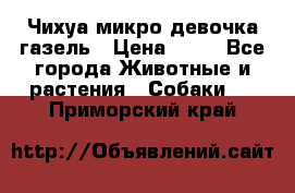 Чихуа микро девочка газель › Цена ­ 65 - Все города Животные и растения » Собаки   . Приморский край